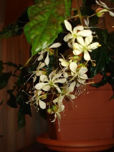 clerodendron (4)