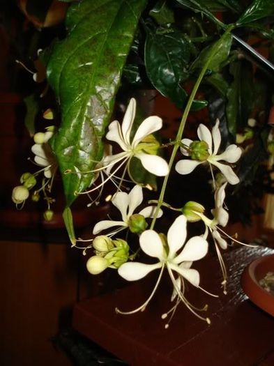 clerodendron (5)