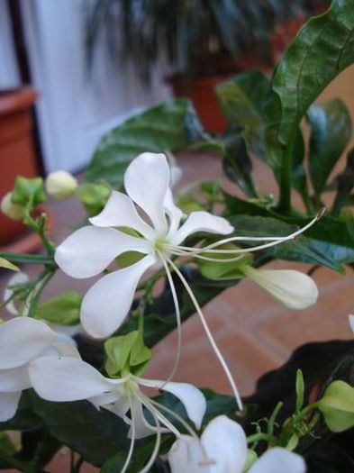 clerodendron (13) - clerodendron wallichii - prospero