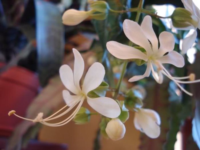 clerodendron (15) - clerodendron wallichii - prospero