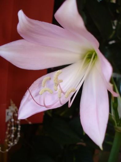 x floarea (6) - crinum moorei