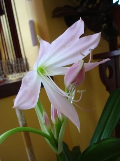 x floarea (7) - crinum moorei