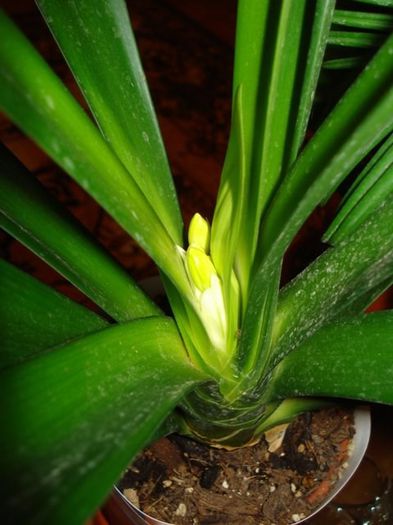 inflorind (2) - clivia