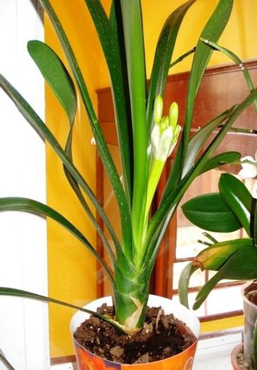 inflorind (3) - clivia