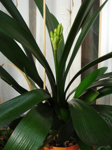 inflorind (4) - clivia