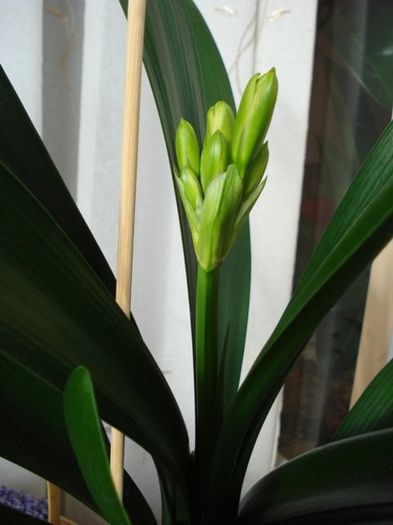 inflorind (5) - clivia