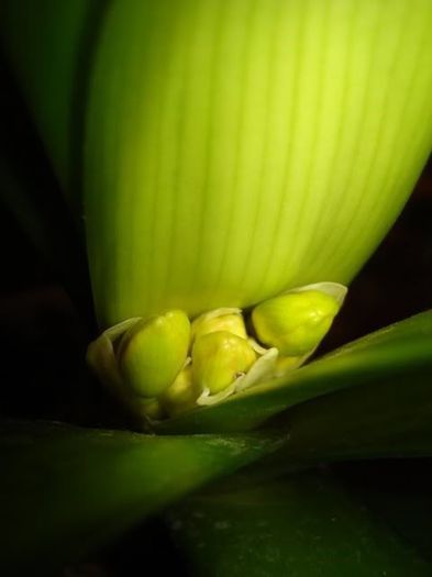 inflorind (6) - clivia