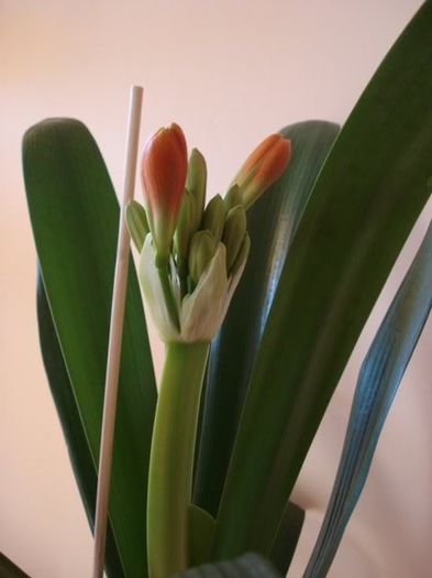 inflorind (8) - clivia