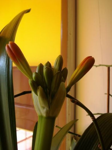 inflorind (8a) - clivia