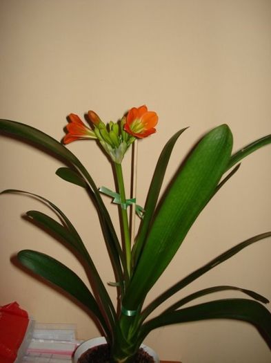 inflorind (9) - clivia