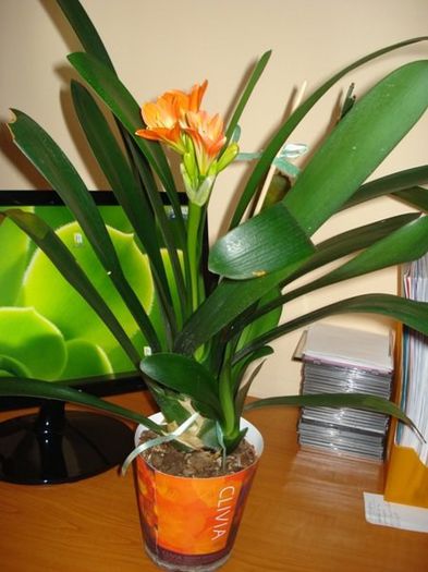 inflorind (10) - clivia