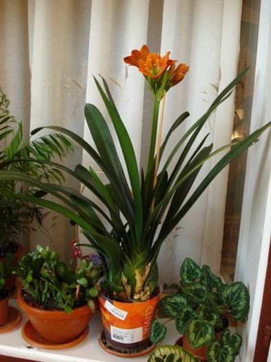 inflorind (11) - clivia