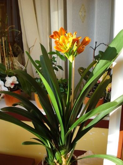 inflorind (14) - clivia