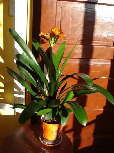 inflorind (15) - clivia