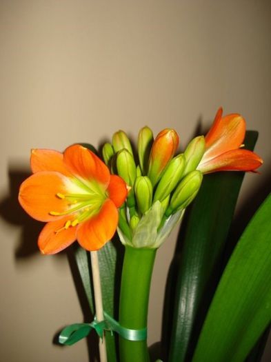 inflorind (16) - clivia