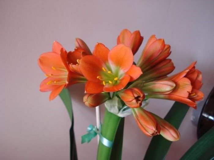 inflorind (20) - clivia