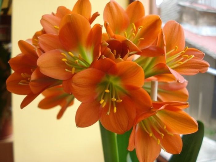 inflorind (23) - clivia