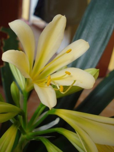 DSC03066 - clivia
