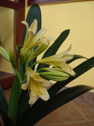 DSC03068 - clivia