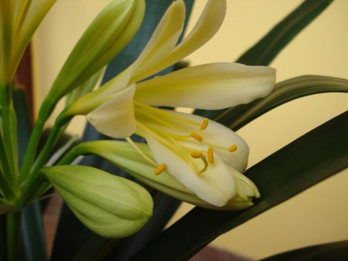 DSC03071 - clivia