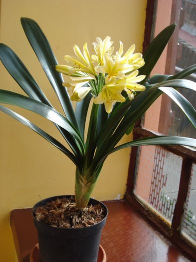 DSC03073 - clivia
