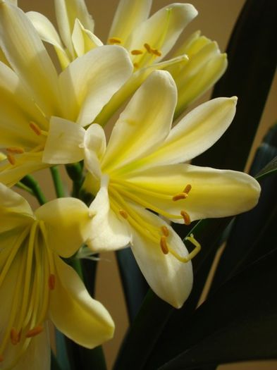 DSC03079 - clivia