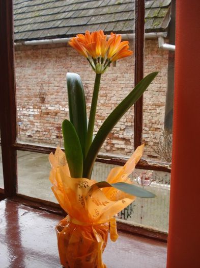 DSC03167 - clivia