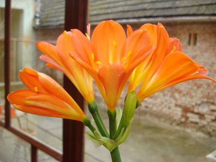 DSC03172 - clivia