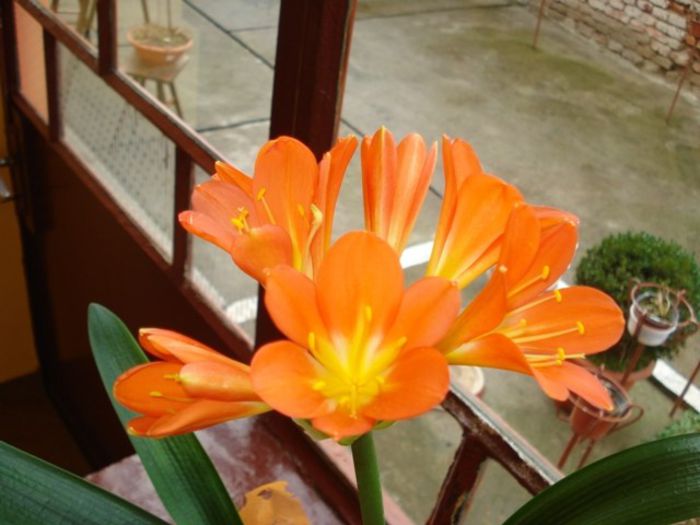 DSC03173 - clivia