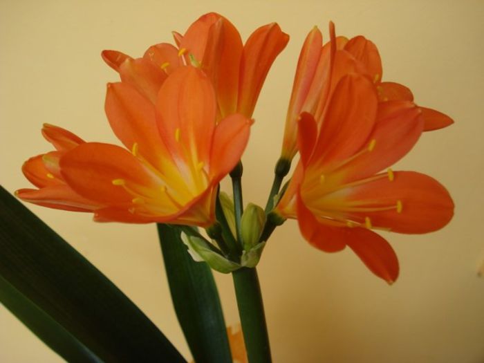 DSC03176 - clivia