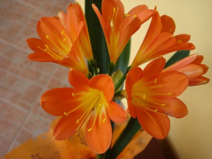 DSC03178 - clivia