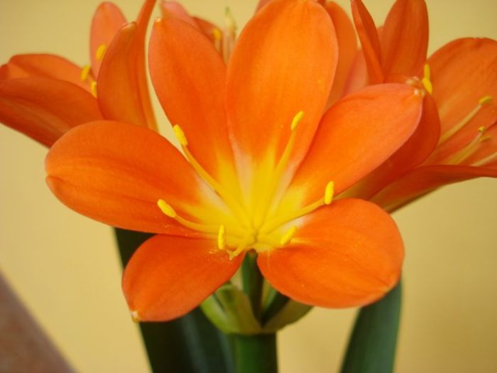 DSC03180 - clivia