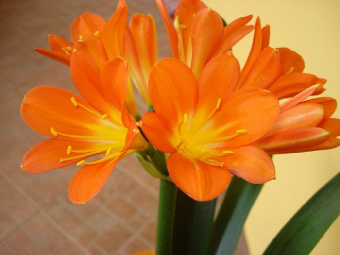 DSC03181 - clivia