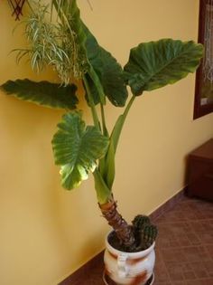 colocasia (15)