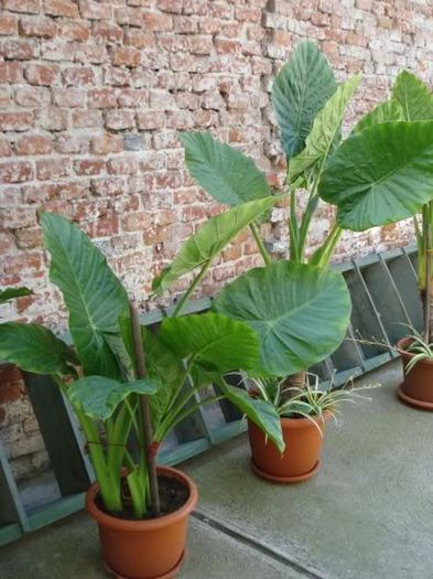 colocasia (17) - colocasia si inrudite