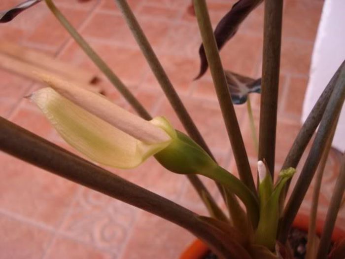 floarea (2) - colocasia si inrudite