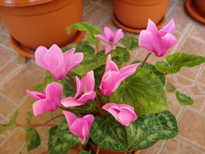 c (5) - cyclamen