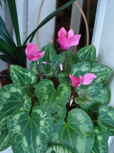 c (6) - cyclamen