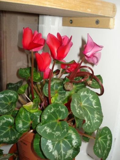 rosu (4) - cyclamen