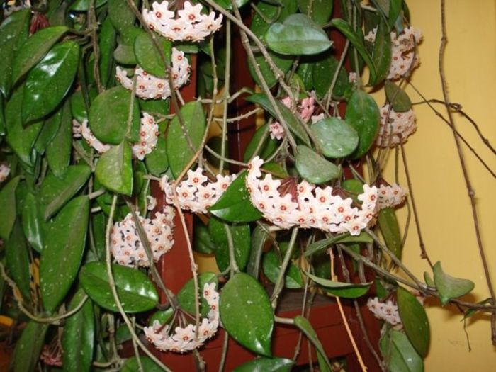 lastarii floriferi (5) - hoya carnosa
