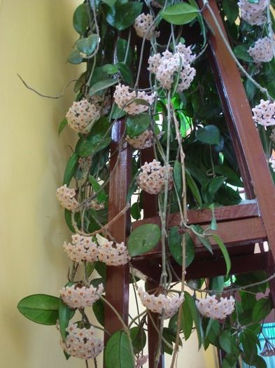 lastarii floriferi (7) - hoya carnosa