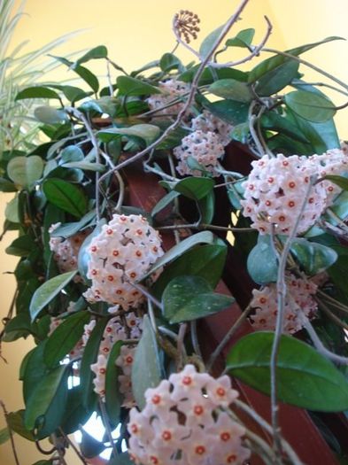 lastarii floriferi (8) - hoya carnosa