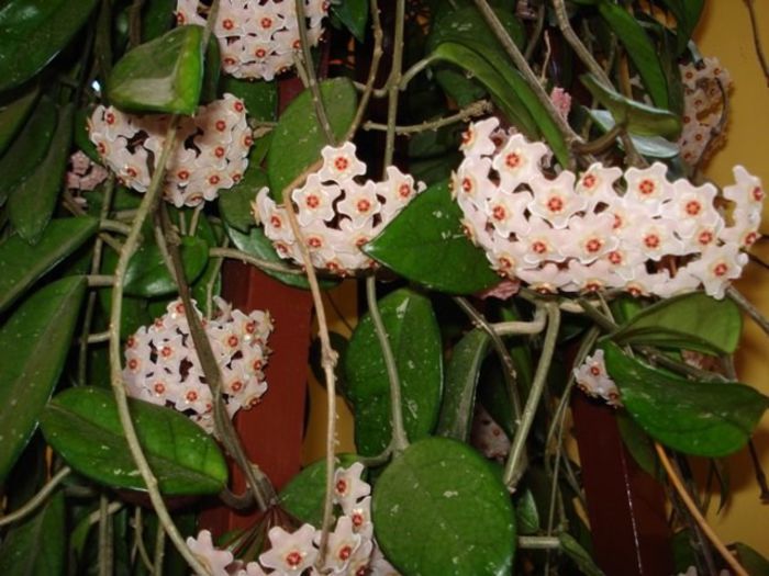 lastarii floriferi (9) - hoya carnosa