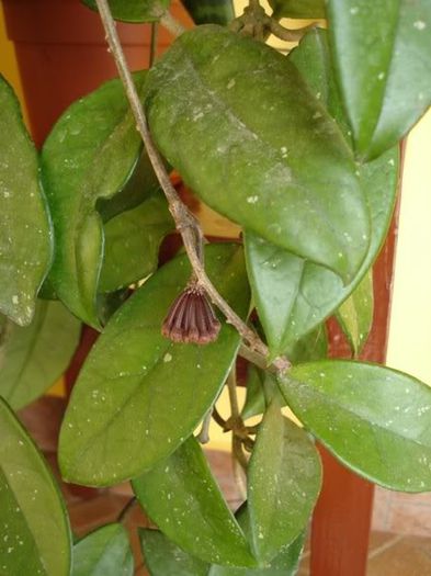 lastarii floriferi (11) - hoya carnosa