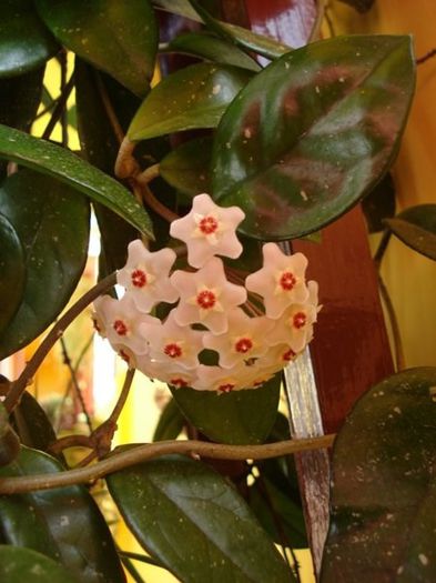 minunatele flori (3) - hoya carnosa