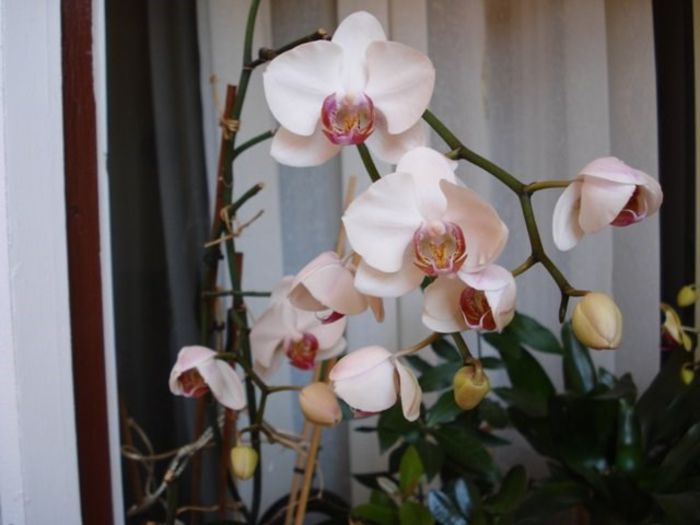 1 (6) - phalenopsis si alte orhidee
