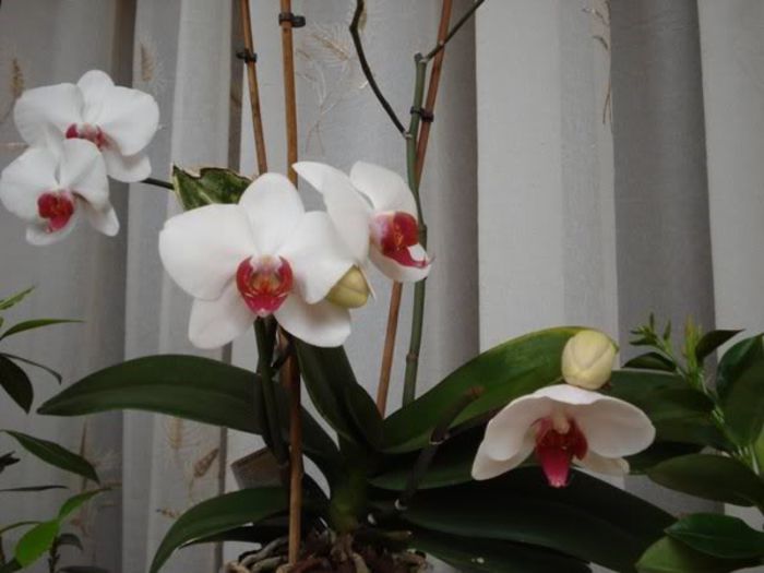 1 (13) - phalenopsis si alte orhidee