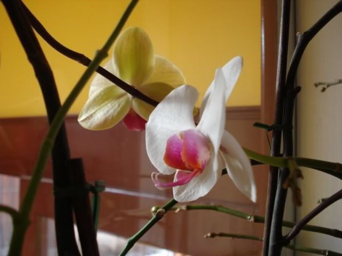 1 (14) - phalenopsis si alte orhidee