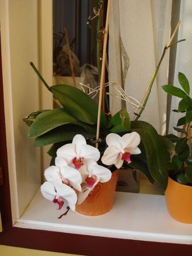 1 (17) - phalenopsis si alte orhidee