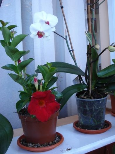 1 (18) - phalenopsis si alte orhidee
